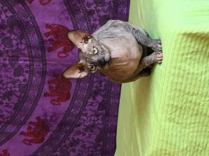 alimentación naturalpara mascotas