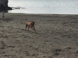 Animalsanoalimentosano