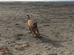 Alimentación natural