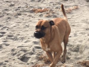 Alimentación natural