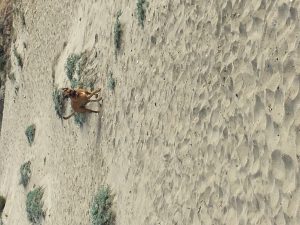 Alimentación natural