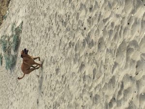 Alimentación natural