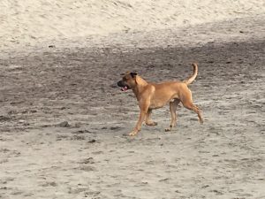 Alimentación natural para perros