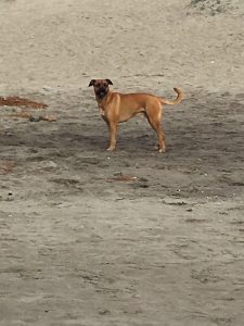 alimentación naturalpara mascotas