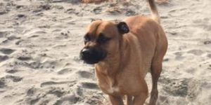 Alimentación natural