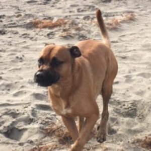 Alimentación natural