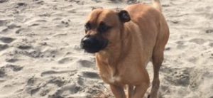 Alimentación natural