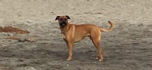 alimentación natural para animales