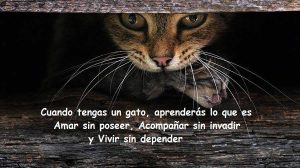 alimentación natural para mascotas